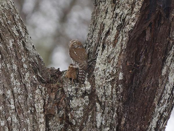<h3><a href="/trips/tanzania/biota/animalia/chordata/aves/031 strigiformes/002 strigidae/glaucidium perlatum/glaucidium perlatum-nl.html">Glaucidium&nbsp;perlatum</a> / Pearl‑spotted&nbsp;owlet / Geparelde&nbsp;dwerguil</h3>OM-1 Mark II met OLYMPUS M.150-400mm F4.5, 1/2000 sec  bij F4.5, ISO 1600, afstand 49.7&nbsp;m